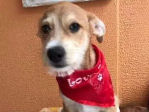 Cachorro raça SRD idade 2 a 6 meses nome Buddy