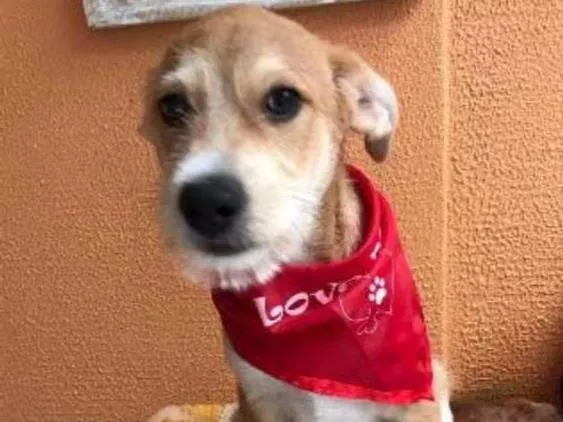 Cachorro ra a SRD idade 2 a 6 meses nome Buddy