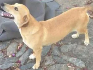 Cachorro raça  idade  nome Maiara 