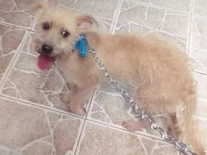 Cachorro raça Misturado idade 7 a 11 meses nome Ted 