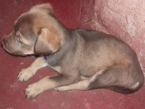 Cachorro raça Sem Raca Definida idade 2 a 6 meses nome Filhotinhos
