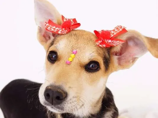 Cachorro ra a SRD idade 2 a 6 meses nome Raquel