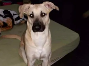 Cachorro raça Vira lata idade 1 ano nome Theo