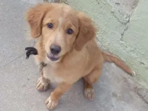 Cachorro raça SRD idade 7 a 11 meses nome Laika