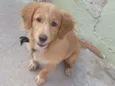 Laika