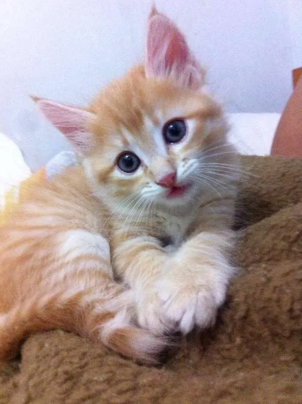 Gato ra a SRD idade 2 a 6 meses nome Lola