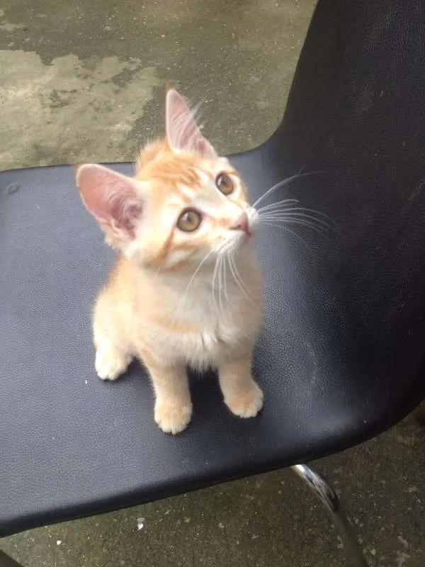 Gato ra a SRD idade 2 a 6 meses nome Lola