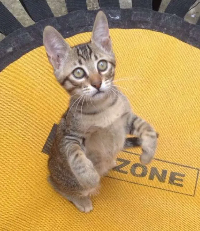 Gato ra a SRD idade 2 a 6 meses nome Lola