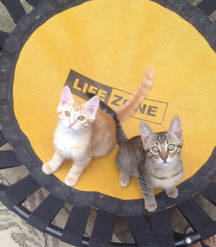 Gato ra a SRD idade 2 a 6 meses nome Lola