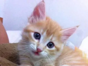 Gato raça SRD idade 2 a 6 meses nome Lola