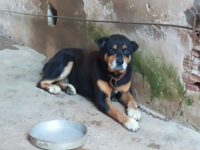 Cachorro raça rottweiler idade 6 ou mais anos nome Negão