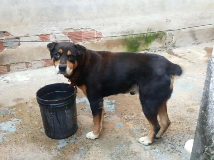 Cachorro raça rottweiler idade 6 ou mais anos nome Negão