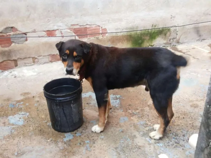 Cachorro raça rottweiler idade 6 ou mais anos nome Negão