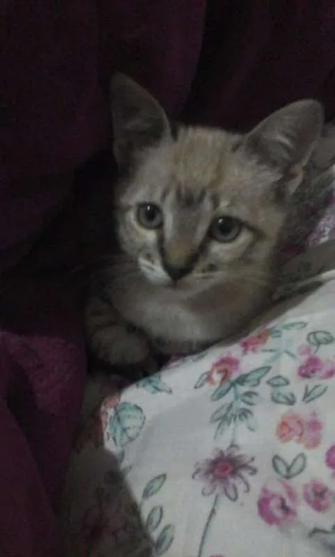 Gato ra a  idade 2 a 6 meses nome NiNa