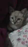 NiNa