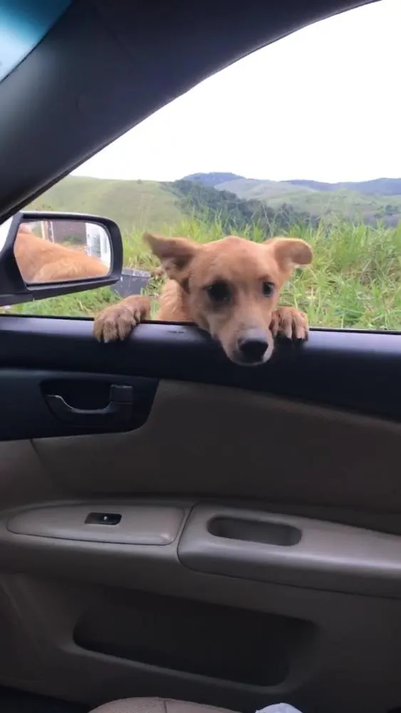 Cachorro ra a Vira-lata idade 7 a 11 meses nome Nininho