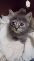 GATINHOS