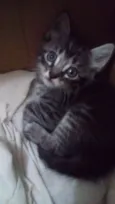 GATINHOS