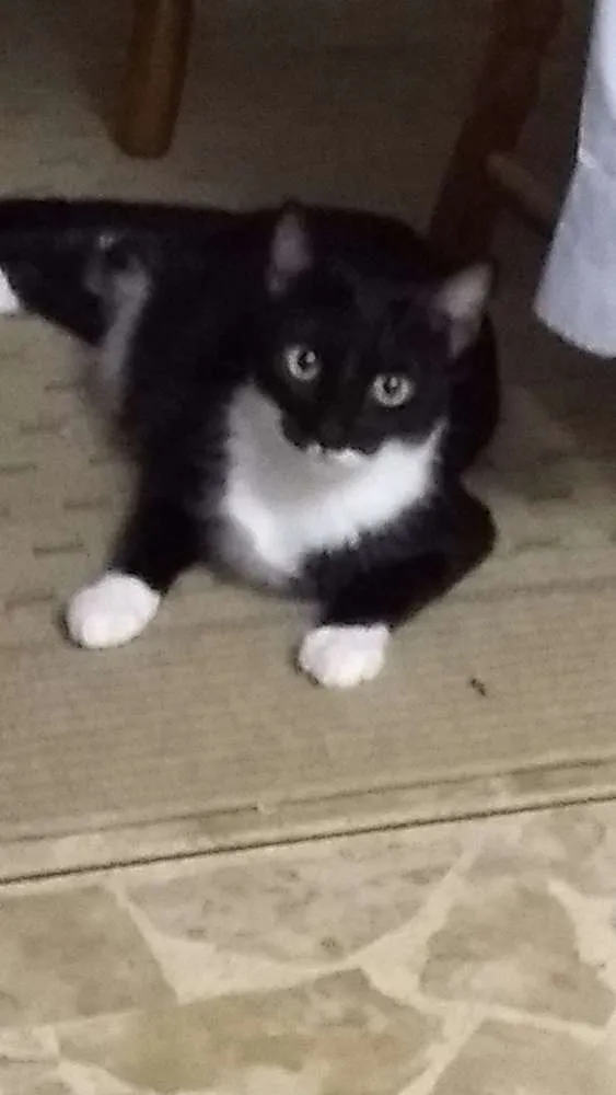 Gato ra a Desconhecida  idade 1 ano nome Kinder
