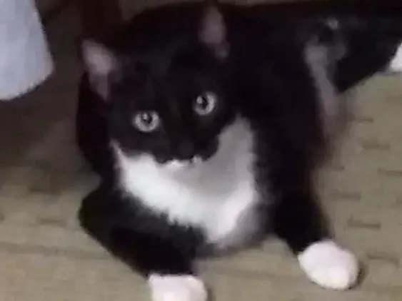 Gato ra a Desconhecida  idade 1 ano nome Kinder