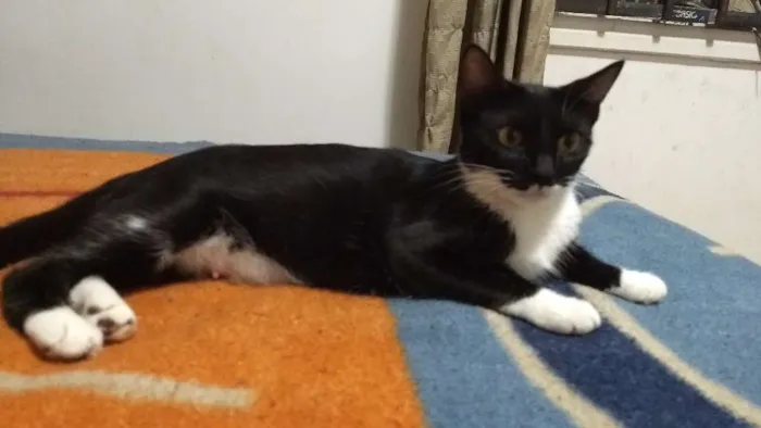 Gato ra a Desconhecida  idade 1 ano nome Kinder