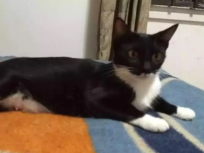 Gato ra a Desconhecida  idade 1 ano nome Kinder