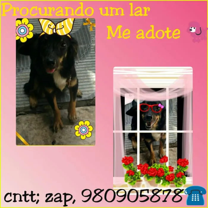 Cachorro ra a Misturada (Virala com Salsicha idade 1 ano nome Akyra