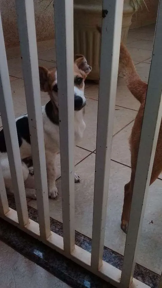 Cachorro ra a SRV idade 2 a 6 meses nome Lord