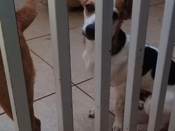 Cachorro ra a SRV idade 2 a 6 meses nome Lord