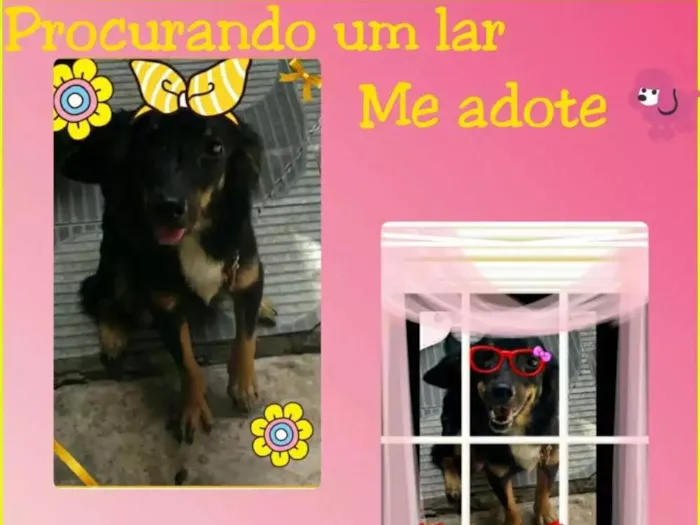Cachorro ra a Misturada (Virala com Salsicha idade 1 ano nome Akyra