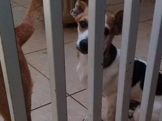 Cachorro ra a SRV idade 2 a 6 meses nome Lord