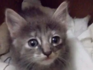 Gato raça  idade Abaixo de 2 meses nome GATINHOS 