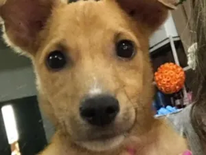 Cachorro raça Vira-lata idade 7 a 11 meses nome Nininho
