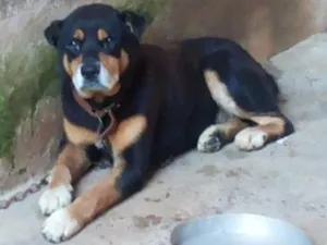 Cachorro raça rottweiler idade 6 ou mais anos nome Negão