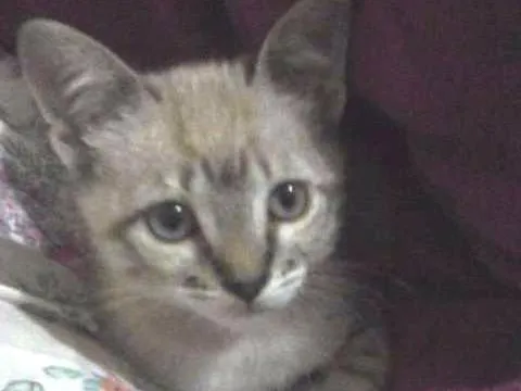 Gato ra a  idade 2 a 6 meses nome NiNa