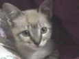 NiNa