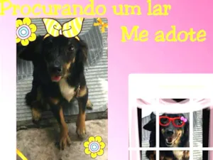 Cachorro raça Misturada (Virala com Salsicha idade 1 ano nome Akyra