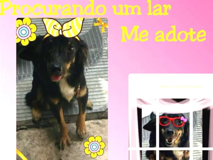 Cachorro ra a Misturada (Virala com Salsicha idade 1 ano nome Akyra