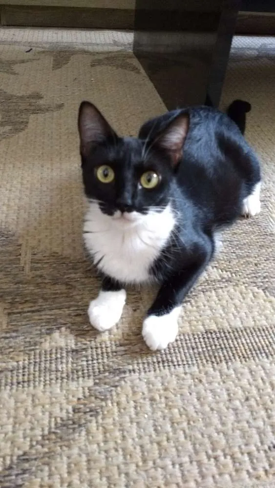Gato ra a Desconhecida  idade 1 ano nome Kinder