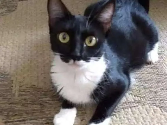 Gato ra a Desconhecida  idade 1 ano nome Kinder