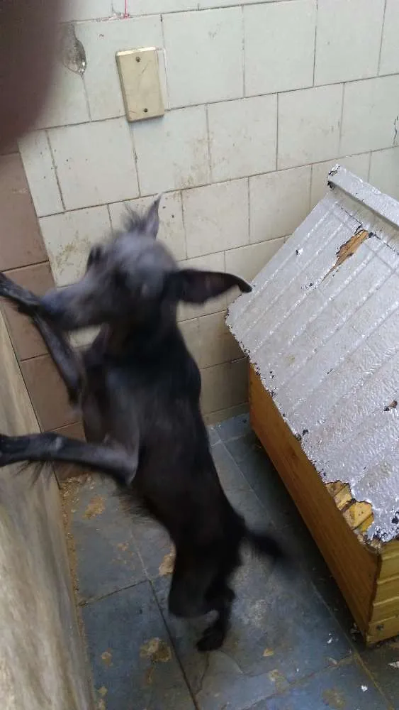 Cachorro ra a Srd idade 7 a 11 meses nome Nina