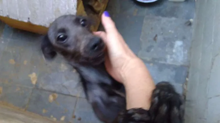 Cachorro ra a Srd idade 7 a 11 meses nome Nina