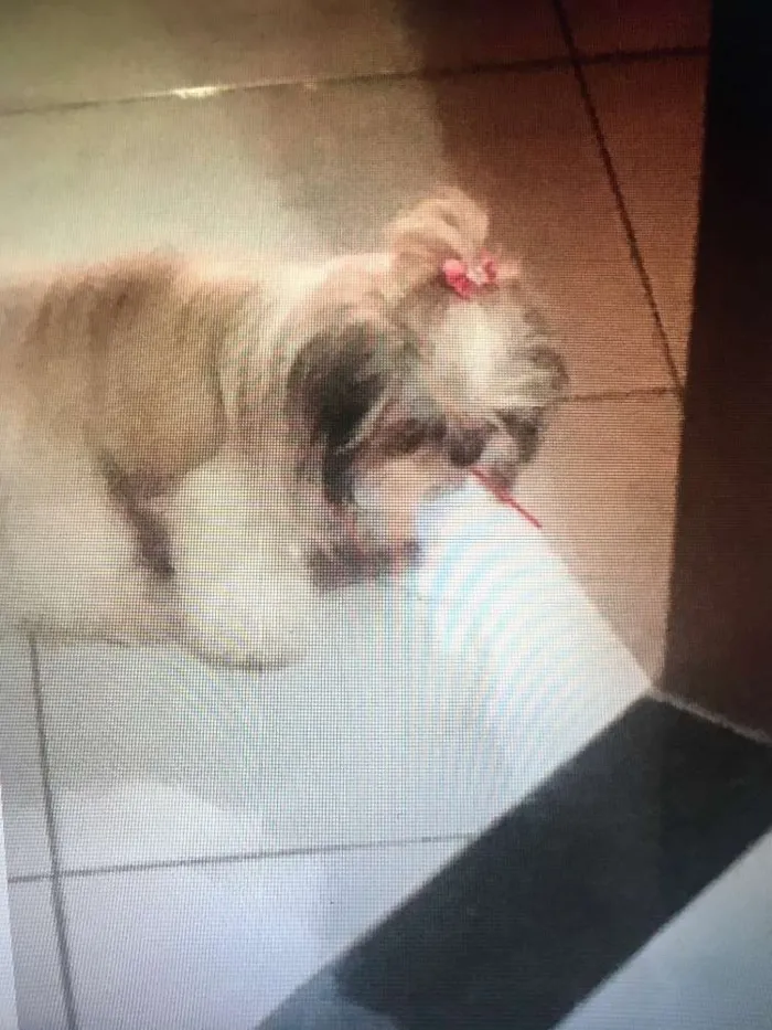 Cachorro ra a Shih tzu idade 2 anos nome Lady maria gehlen