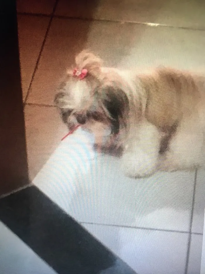 Cachorro ra a Shih tzu idade 2 anos nome Lady maria gehlen