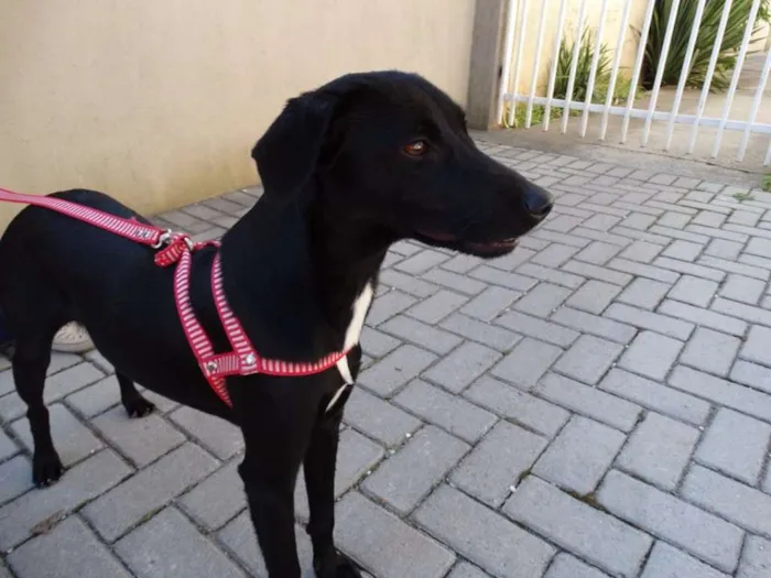Cachorro ra a SRD idade 1 ano nome Rafa