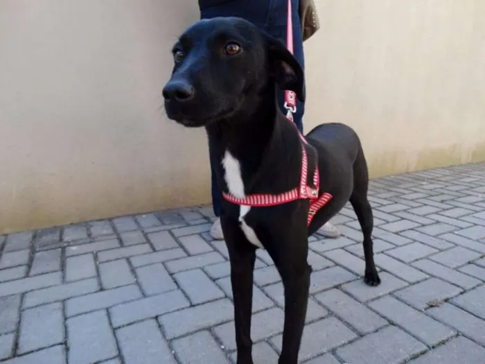 Cachorro ra a SRD idade 1 ano nome Rafa