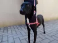 Rafa