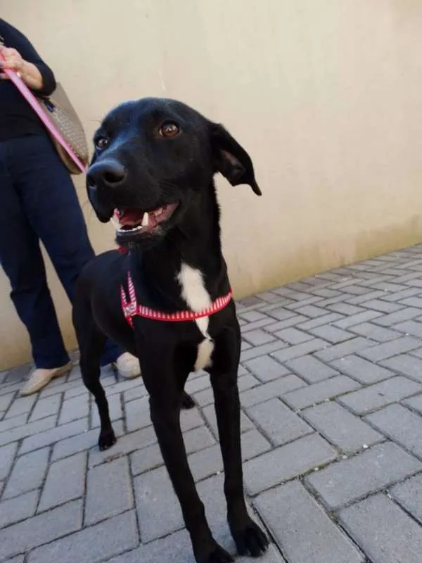 Cachorro ra a SRD idade 1 ano nome Rafa