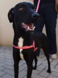 Rafa