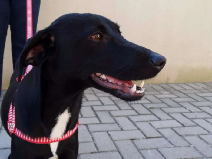 Cachorro ra a SRD idade 1 ano nome Rafa